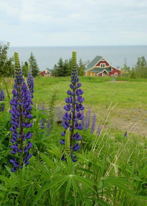 Cove Point Lodge Beaver Bay Exteriör bild